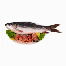 Bengali Hilsa Fish